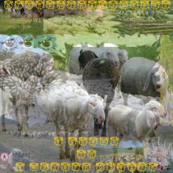 Blackwingedsheep : 7 New Sheep in 7 Modern Vision